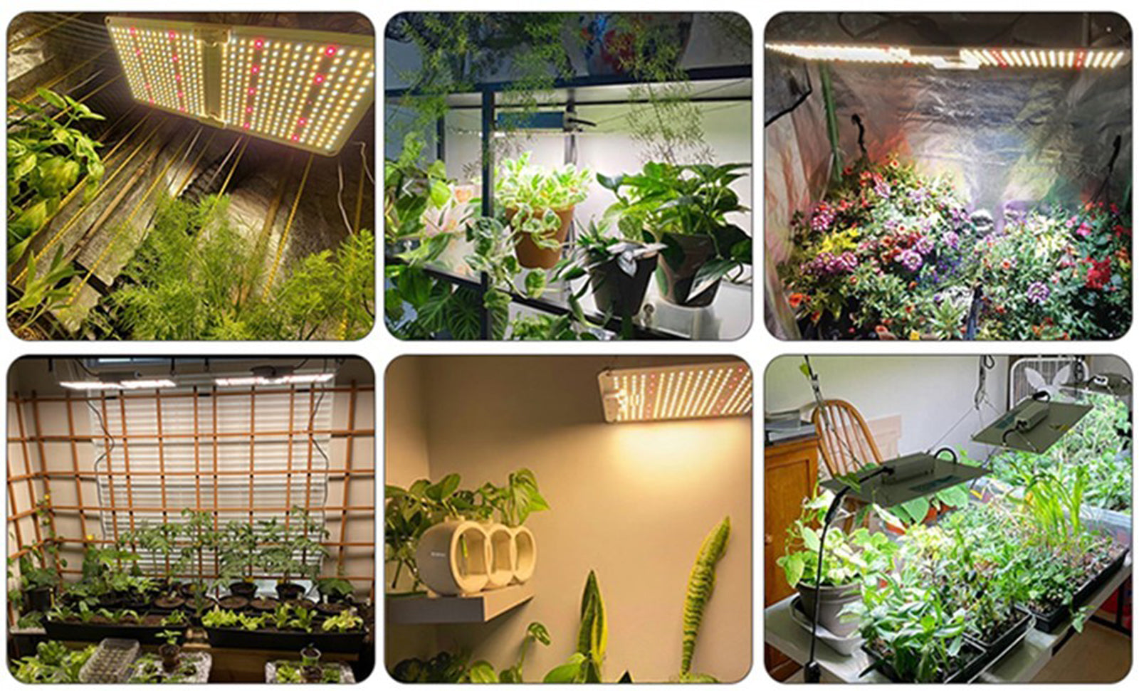 220W LED grow light used for indoor plants growing and hydroponic systems Canada